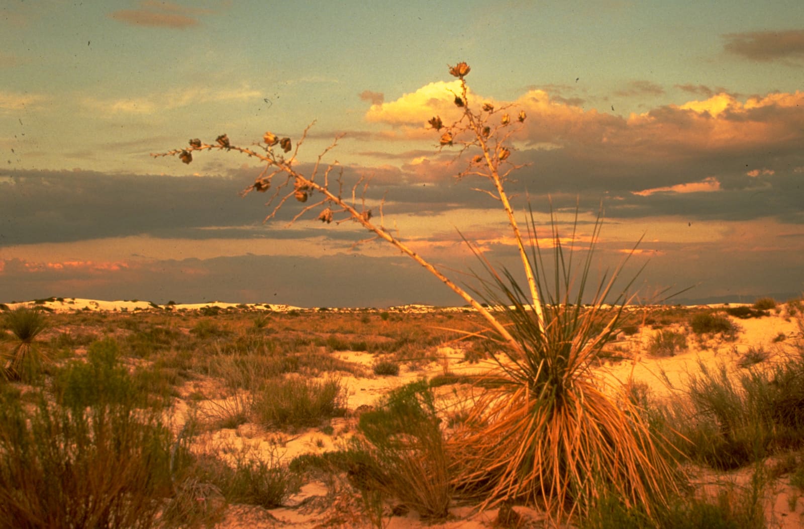 Soaptree yucca at sunset among the white gypsum dunes of White Sands National Park, New Mexico