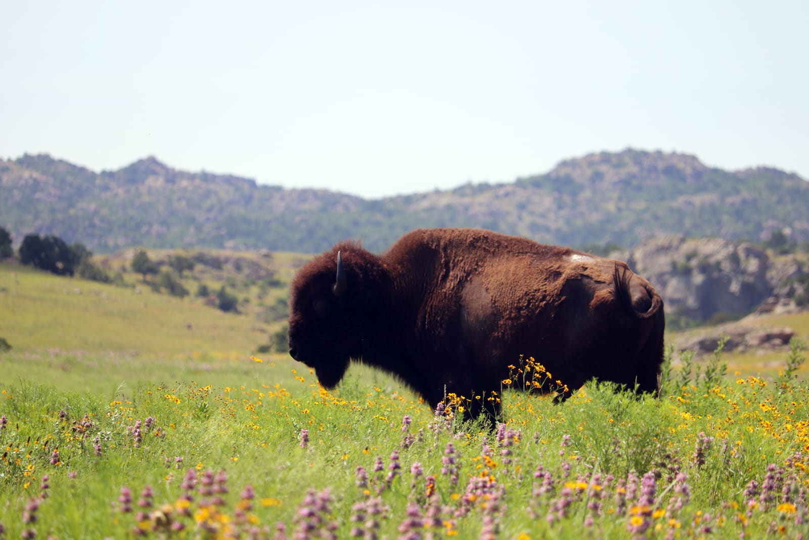 Bison standing in a wildflower meadow at Wichita Mountains National Wildlife Refuge, Oklahoma